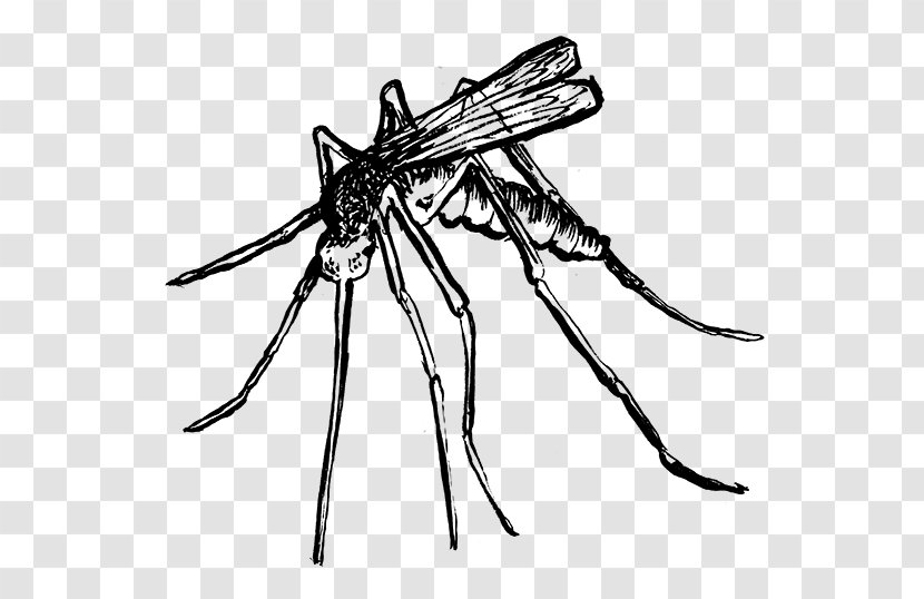 Mosquito Insect Line Art Pollinator White - Black And Transparent PNG