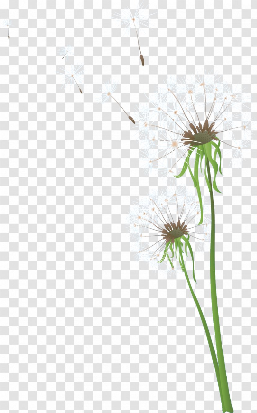 Dandelion Photography Flower - Petal Transparent PNG