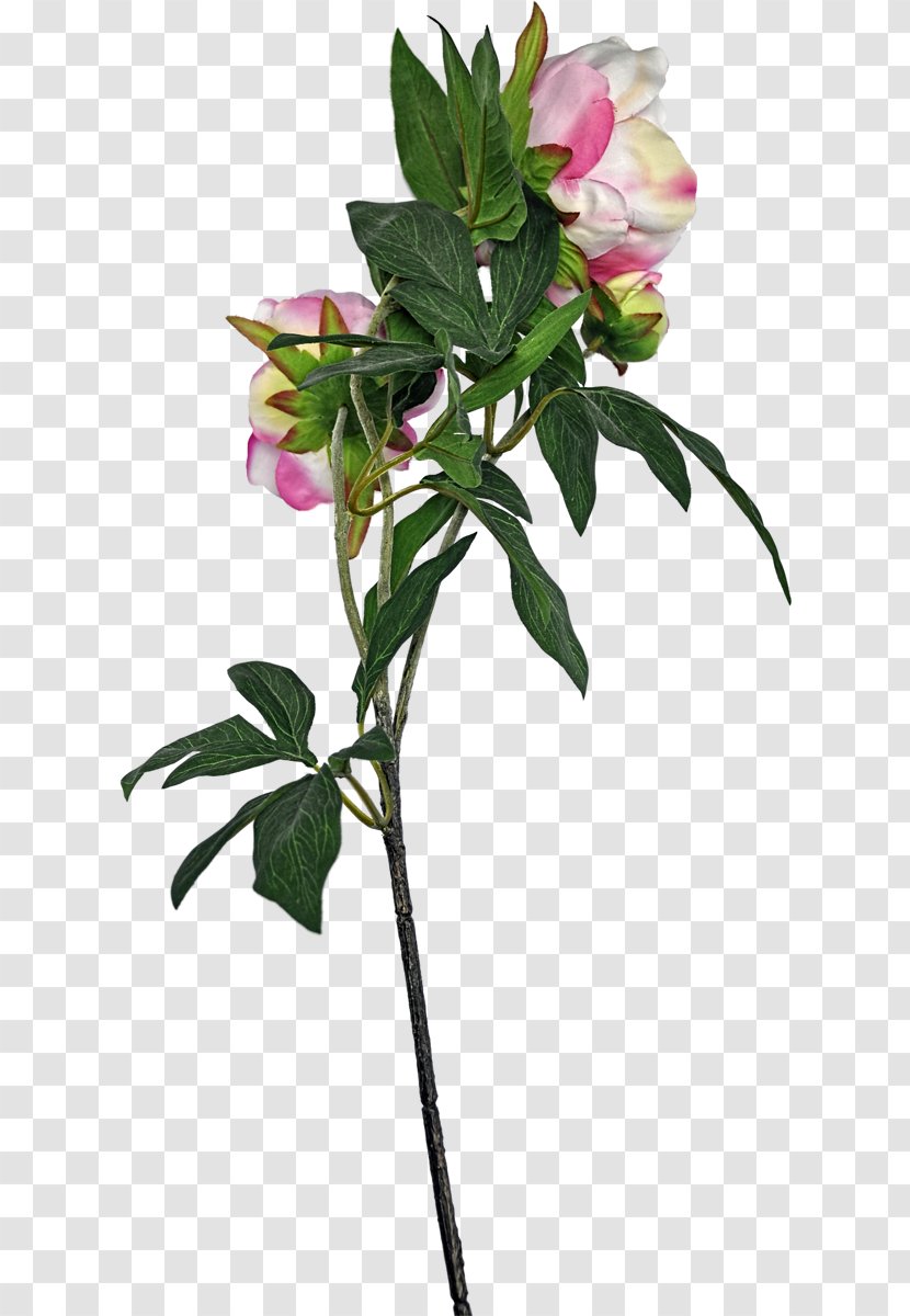 Cut Flowers Rose Family Plant Stem Flowerpot Leaf - Petal Transparent PNG