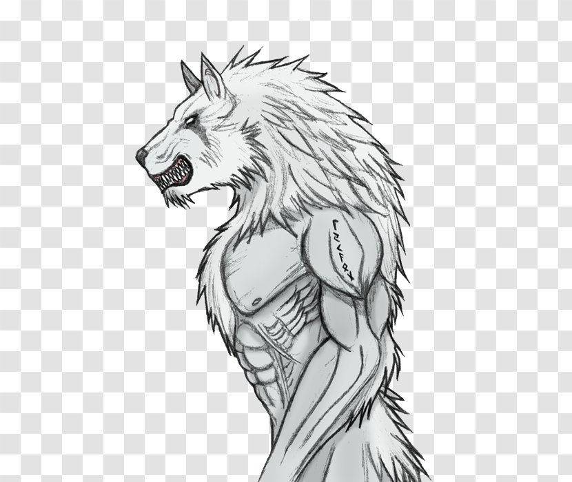 Gray Wolf Werewolf Lycaon Drawing Sketch Transparent PNG