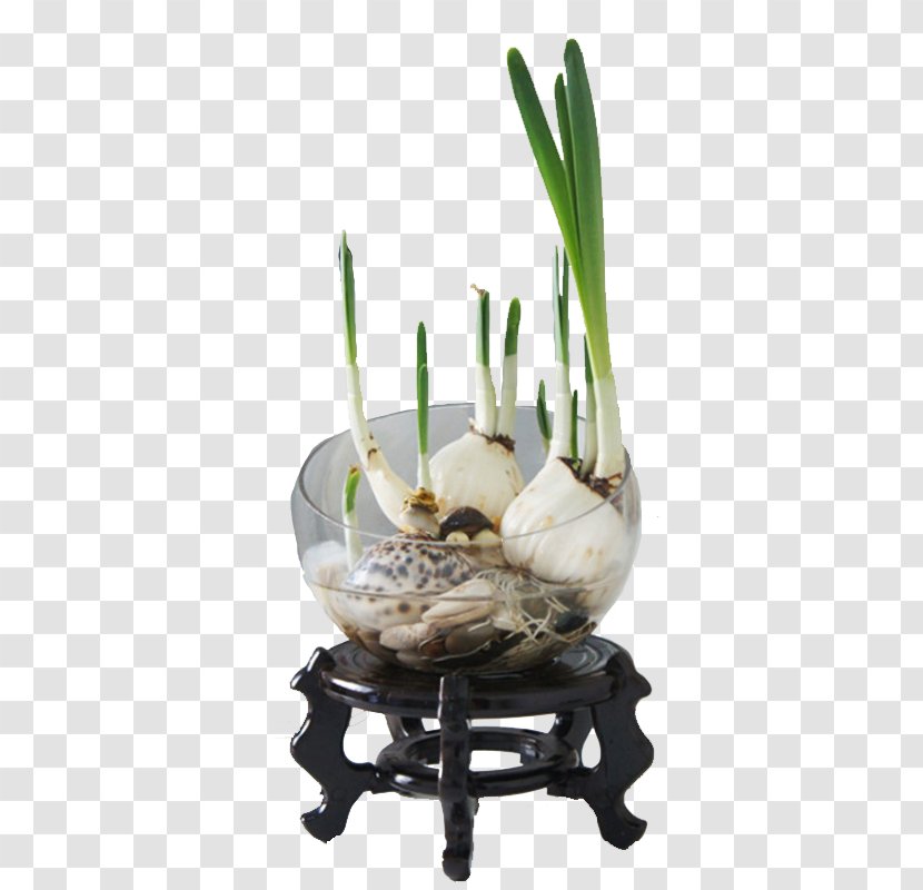 Narcissus Tazetta Pseudonarcissus U7403u6839u82b1u5349 Plant Hydroponics - Bulb - Plants Transparent PNG