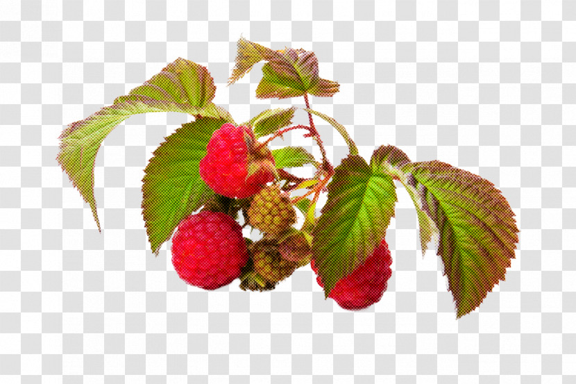 Plant West Indian Raspberry Raspberry Loganberry Flower Transparent PNG