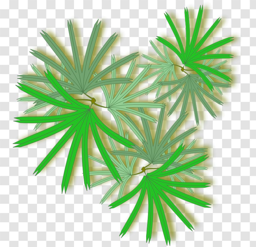 Arecaceae Rhapis Excelsa Clip Art - Leaf Transparent PNG
