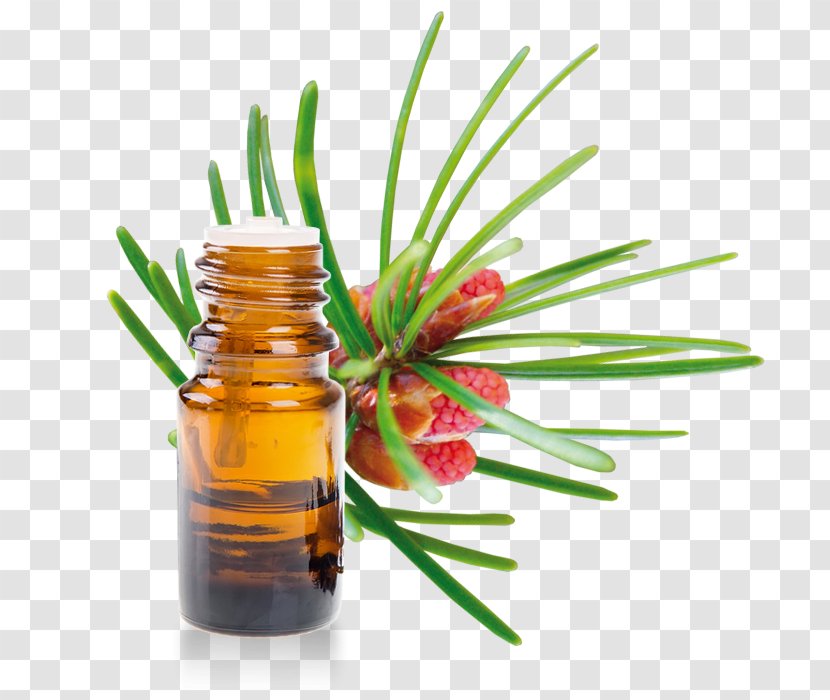 Turpentine Oil Essential Terpene Lavender Transparent PNG