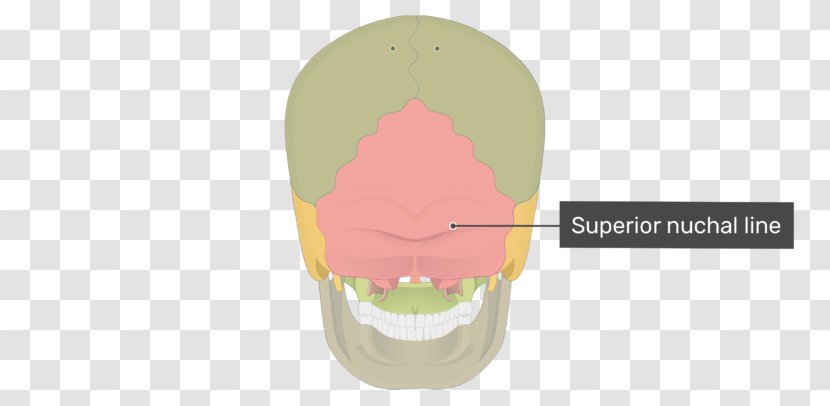 Skull The Temporal Bone: A Manual For Dissection And Surgical Approaches Anatomy Posterior Ethmoidal Foramen - Nuchal Plane Transparent PNG