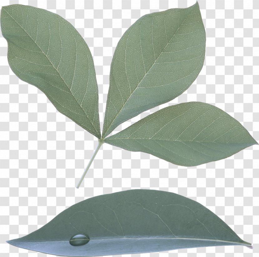 Leaf Plant Tree Bay Flower - Woody - Herb Eucalyptus Transparent PNG