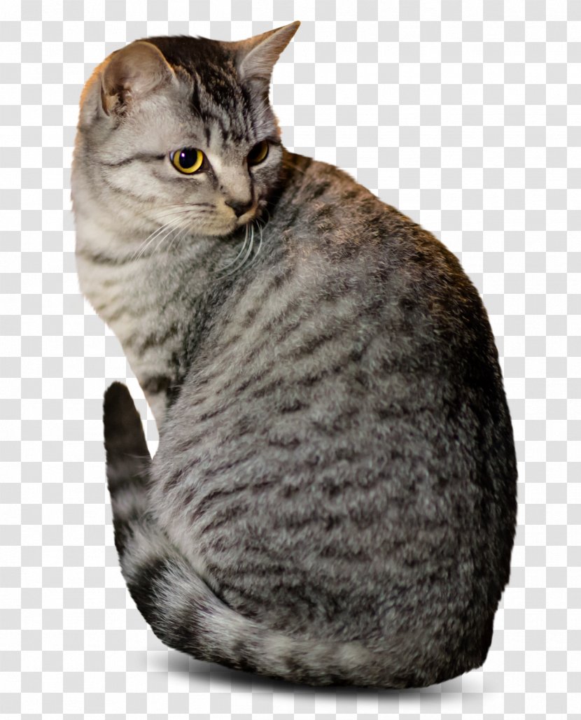 Dragon Li Kitten Adobe Photoshop Image Photograph - Pet Transparent PNG