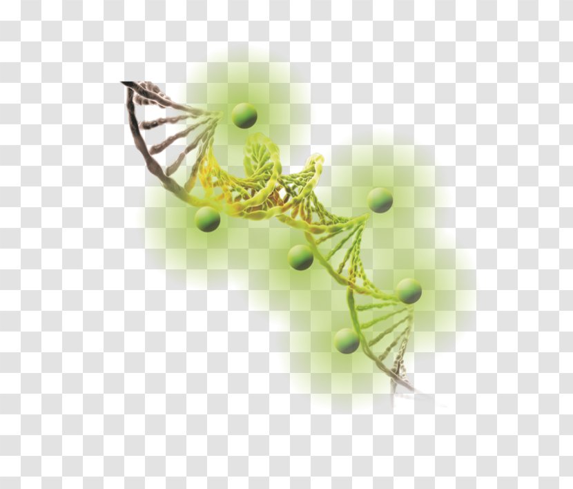 DNA Ethidium Bromide Gel Electrophoresis Of Nucleic Acids Staining - Rna - Genetics Transparent PNG