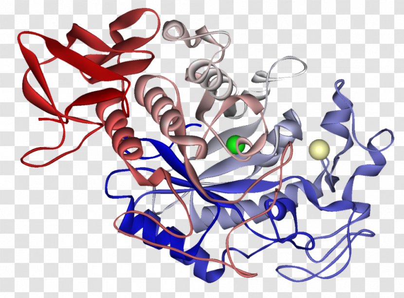 Alpha-amylase Enzyme Protein Apparato Digerente - Protease - Maltes Transparent PNG