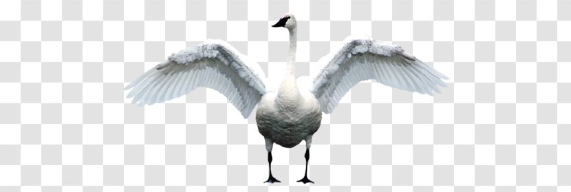 Bird Mute Swan Goose Duck - Fauna Transparent PNG