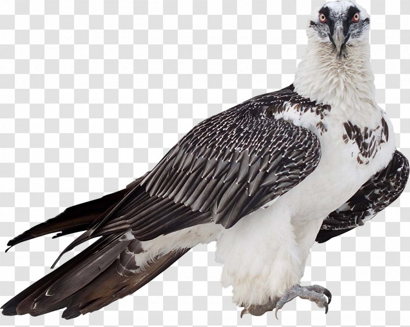 Bird Of Prey Bearded Vulture Clip Art - Stock Photography Transparent PNG