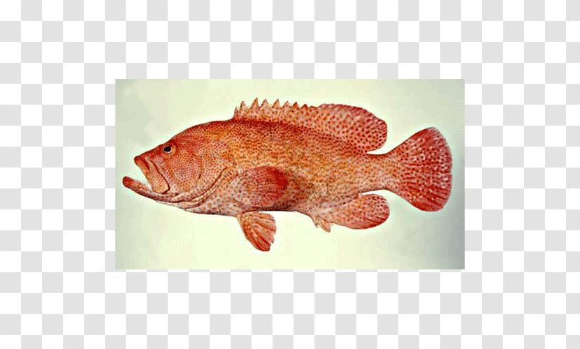 Northern Red Snapper Tilapia Perch Seafood Marine Biology - Animal Source Foods Transparent PNG