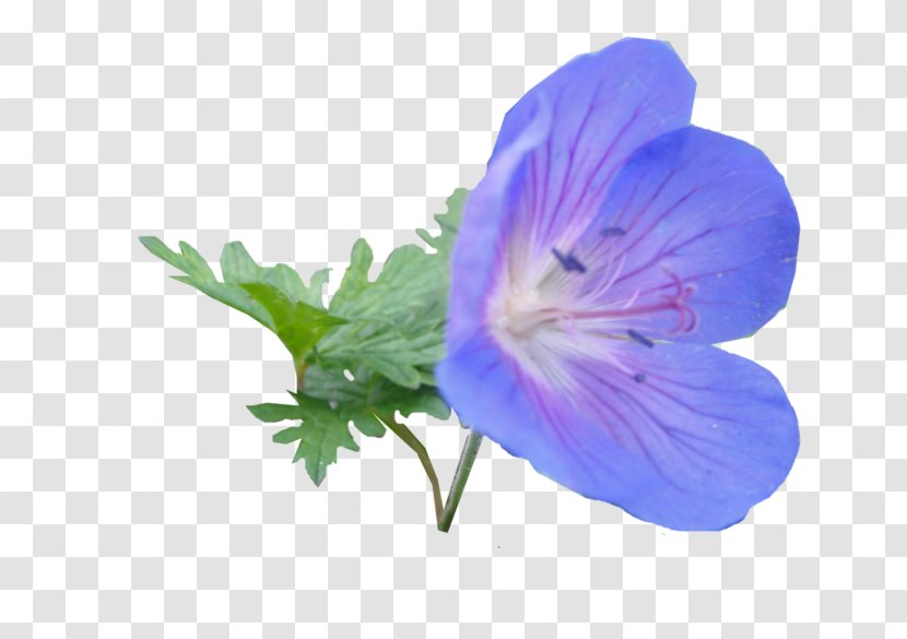 Purple Flower - Plants - Bellflower Geranium Transparent PNG