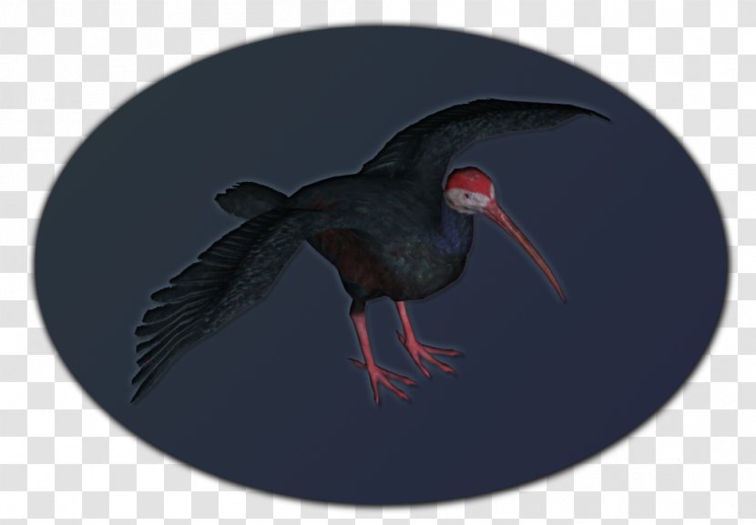 Beak Ibis - Wing - Bird Transparent PNG