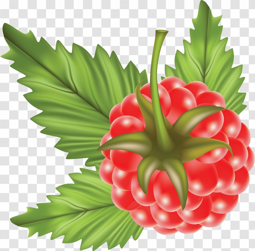 Raspberry Fruit Clip Art - Strawberries - Rraspberry Image Transparent PNG