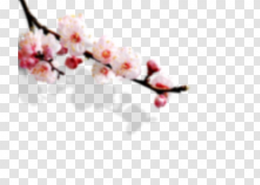 Chinese Cuisine - Cherry Blossom - Pink Peach Transparent PNG