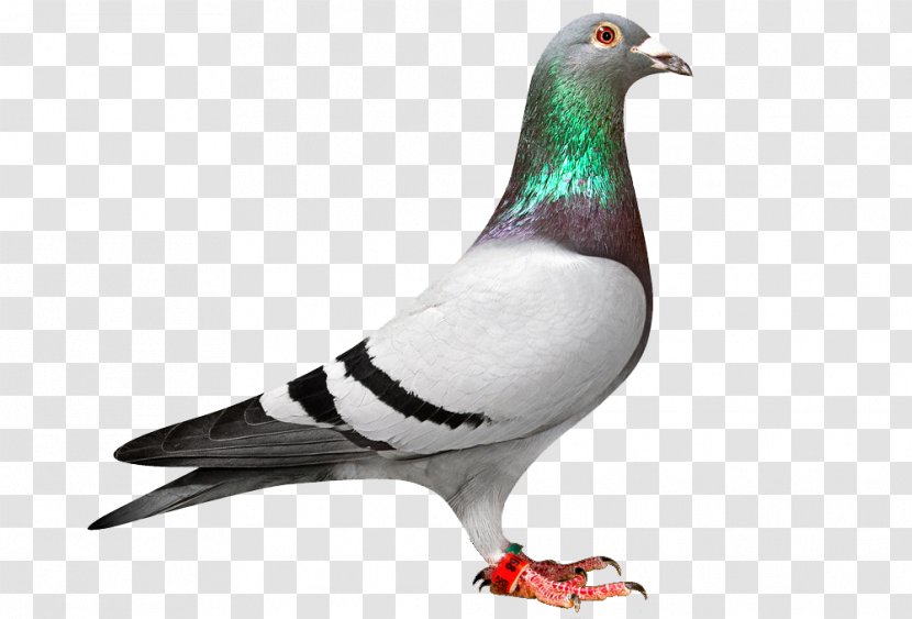 Homing Pigeon Racing Homer Columbidae Bird - Feather - White Transparent PNG