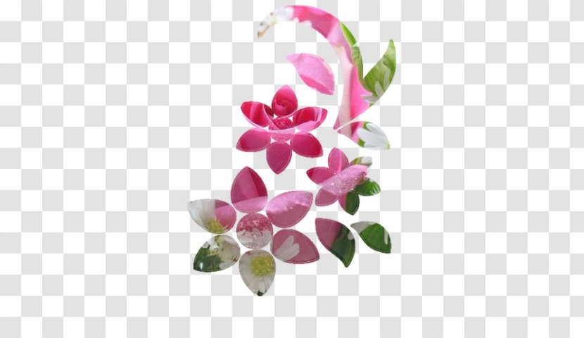 Moth Orchids Flower Floral Design Petal - Pink - Scraping Oil Transparent PNG