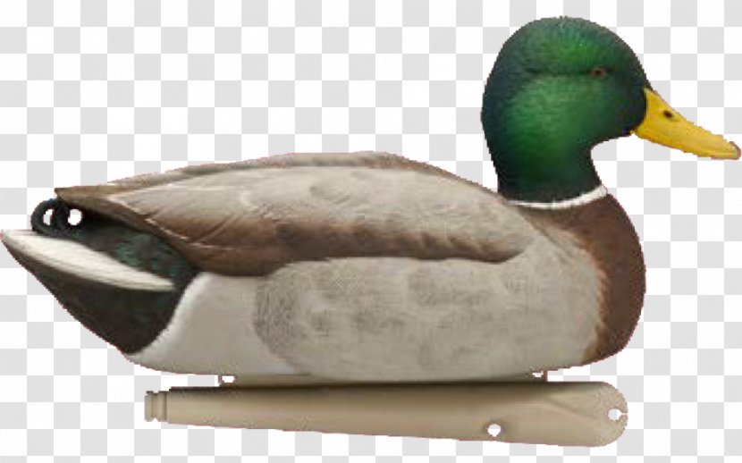 Mallard Duck Decoy Goose - Pato Transparent PNG