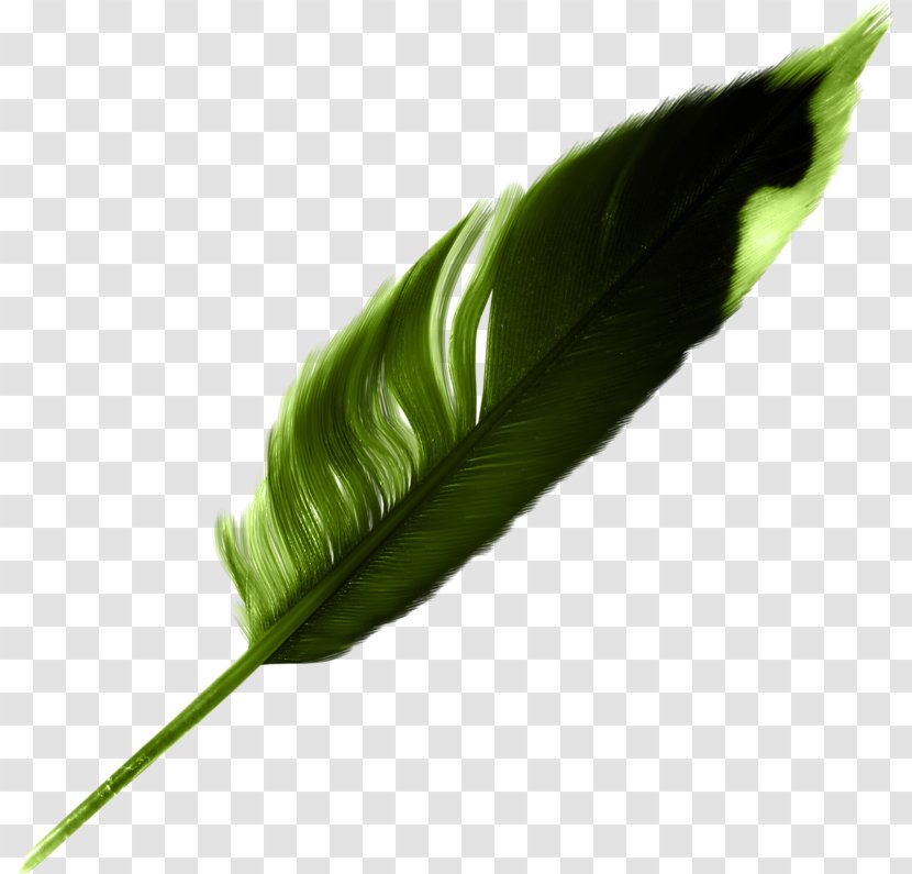 Feather Bird Green Clip Art - Plant Transparent PNG