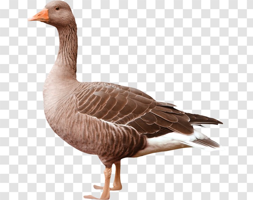 Greylag Goose Duck Bird - Livestock Transparent PNG