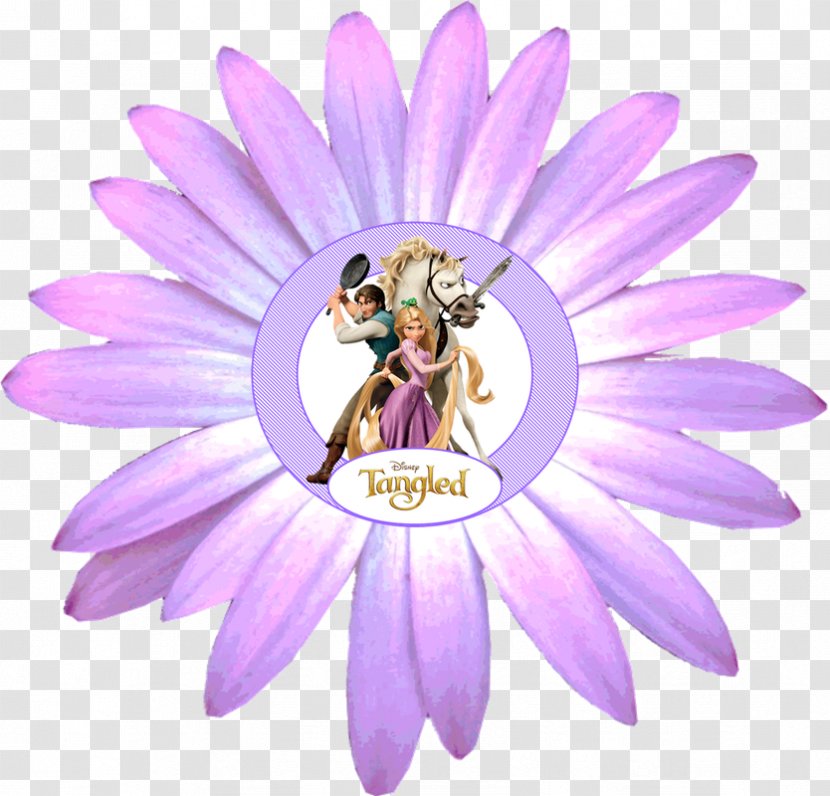 Transvaal Daisy Common Family Flower Clip Art - Cut Flowers Transparent PNG