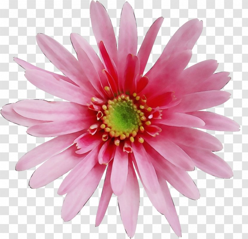 Black And White Flower - African Daisy Perennial Plant Transparent PNG