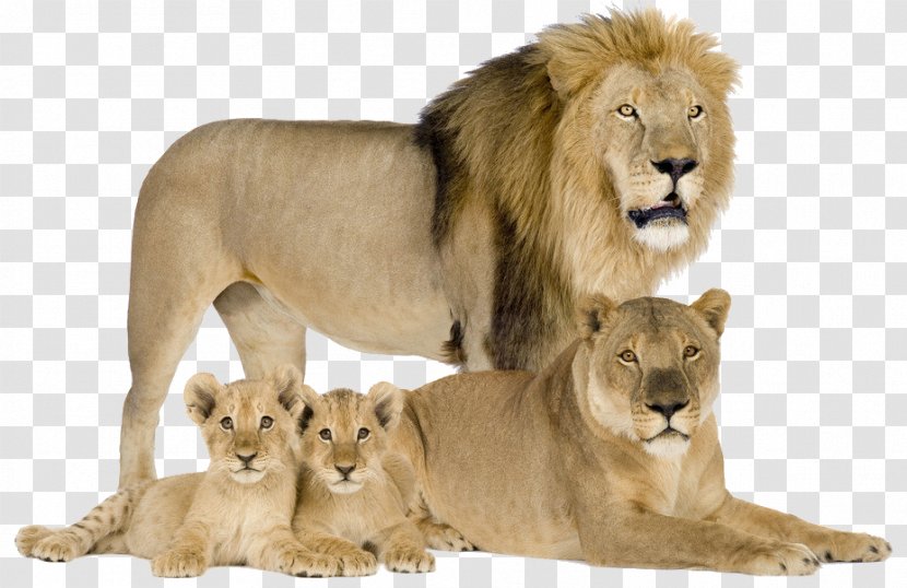 Felidae Cougar Cat Asiatic Lion Cheetah - Roar - The Lion's Family Transparent PNG