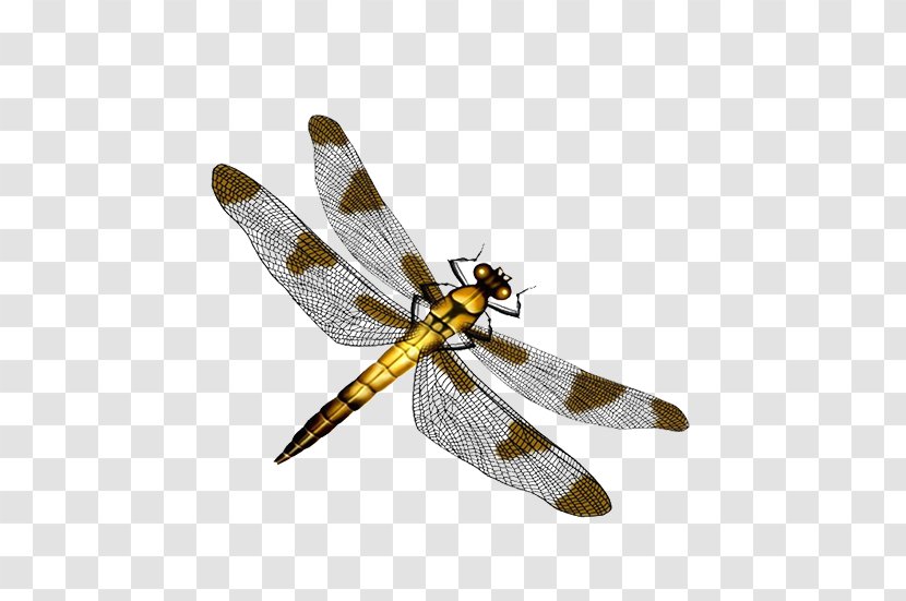 Dragonfly Color Image Creative - Cdr - Membrane Winged Insect Transparent PNG