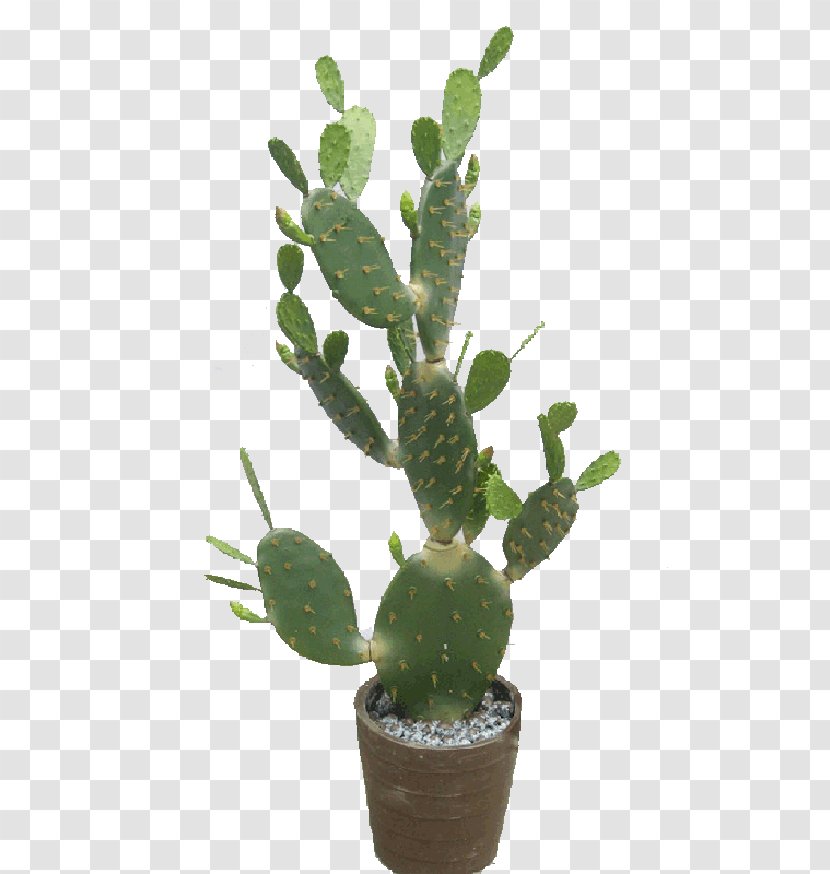 Barbary Fig Eastern Prickly Pear Triangle Cactus Cactaceae Plastic - Plant Stem Transparent PNG