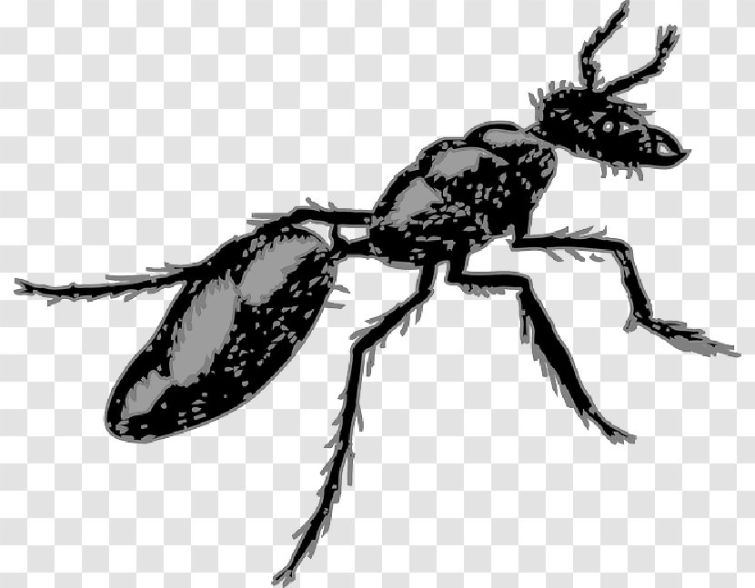 Ant Segmentation Clip Art Termite Pest - Invertebrate - Membranewinged Insect Transparent PNG