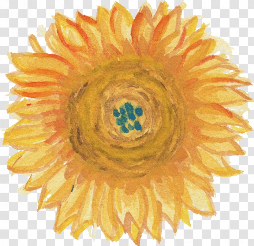 Common Sunflower Transparent Watercolor Painting - Petal Transparent PNG