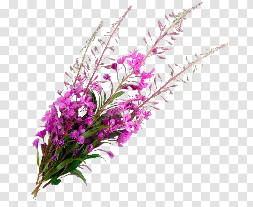 Flowers Background - Psychological Stress - Loosestrife And Pomegranate Family Grass Transparent PNG