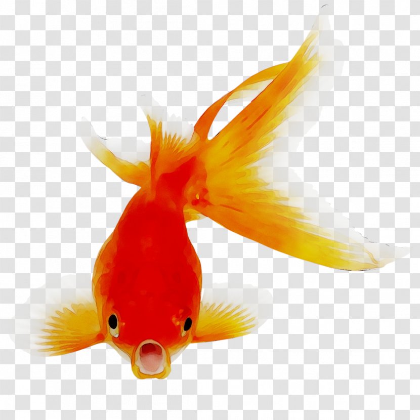 Goldfish Bony Fishes Clip Art Image - Feeder Fish - Tail Transparent PNG