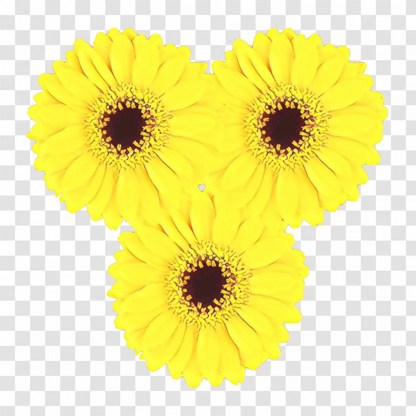 Transvaal Daisy Cut Flowers Pot Marigold Sunflower - English - Calendula Transparent PNG