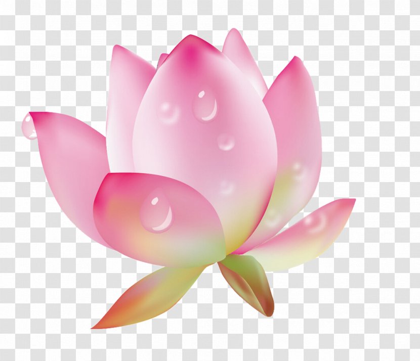 Drop Dew Nelumbo Nucifera - Lotus Family - With Water Drops Picture Material Transparent PNG