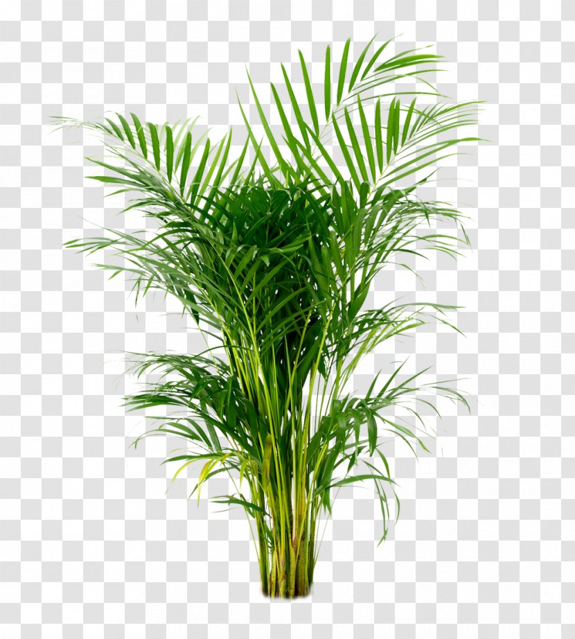 Areca Palm Arecaceae Houseplant Ornamental Plant - Date - Potted Transparent PNG