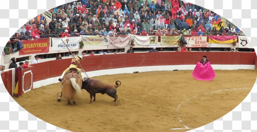 Bullfighting Bullring Bullfighter Rodeo - Bull Transparent PNG
