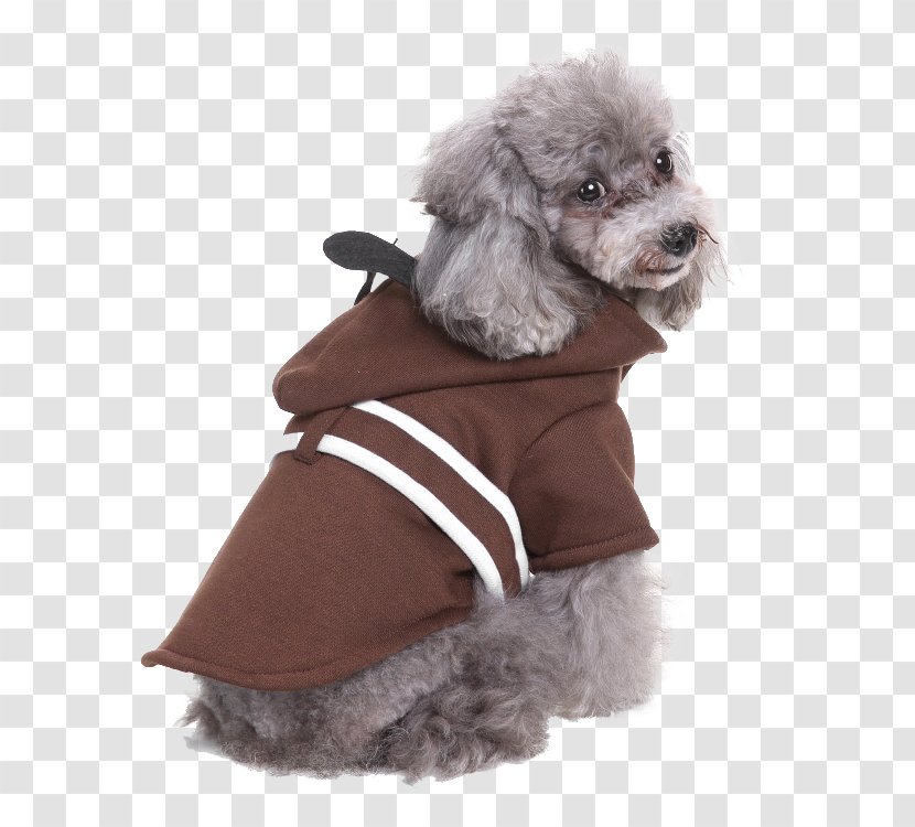 Miniature Poodle Standard Puppy Clothing Dog Breed - Jacket Transparent PNG