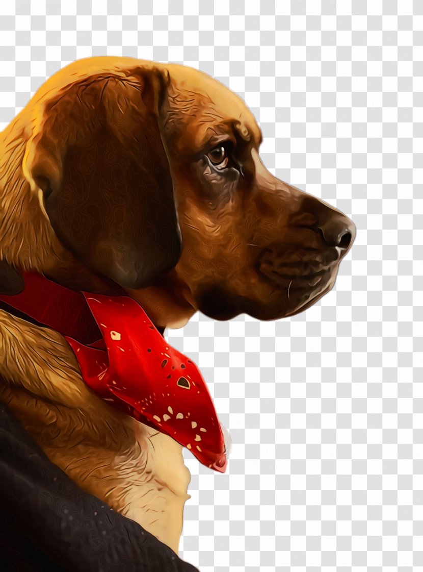 Cute Dog - Snout - Ear Vizsla Transparent PNG