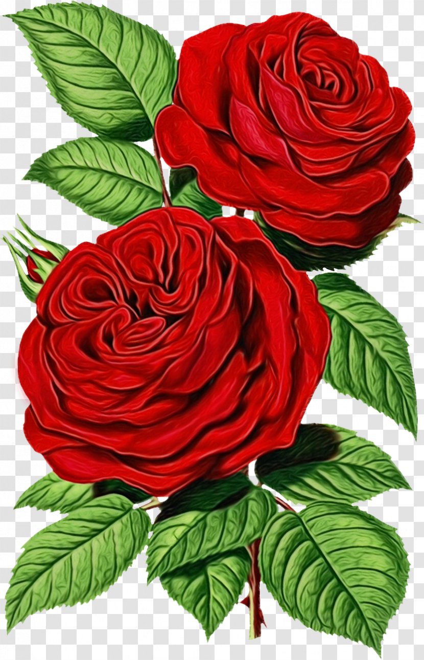 Garden Roses - Red - Petal Rose Family Transparent PNG