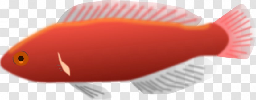 Ornamental Fish Clip Art - Red - Tropical Transparent PNG