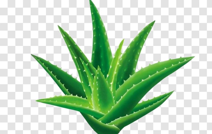 Aloe Vera Emodin Gel Plant Aloin - Xanthorrhoeaceae Transparent PNG