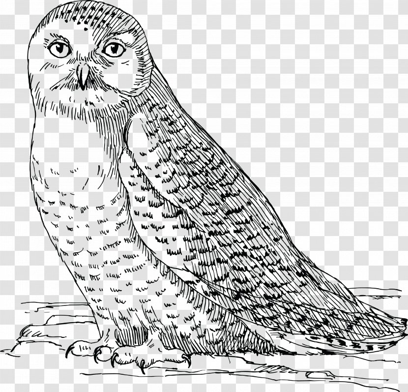 Snowy Owl Bird Great Horned Drawing - Art Transparent PNG