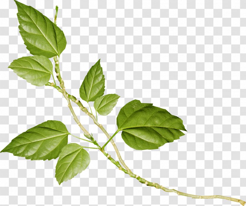 Leaf LiveInternet Oxygen In Moscow Child Flower - Herbalism Transparent PNG
