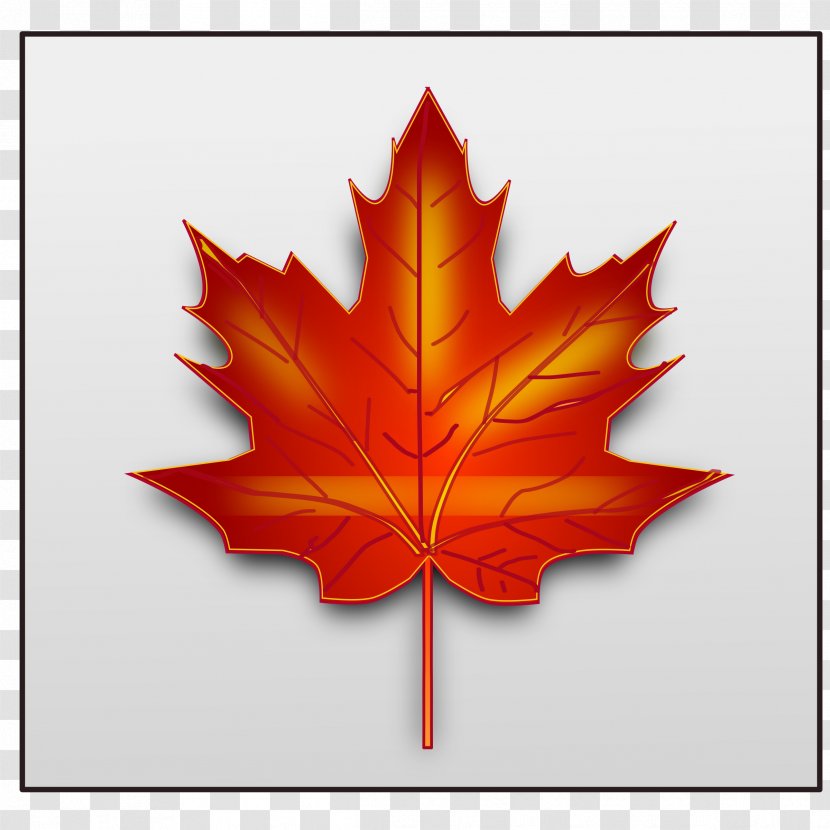 Canada Maple Leaf Clip Art - Flowering Plant Transparent PNG