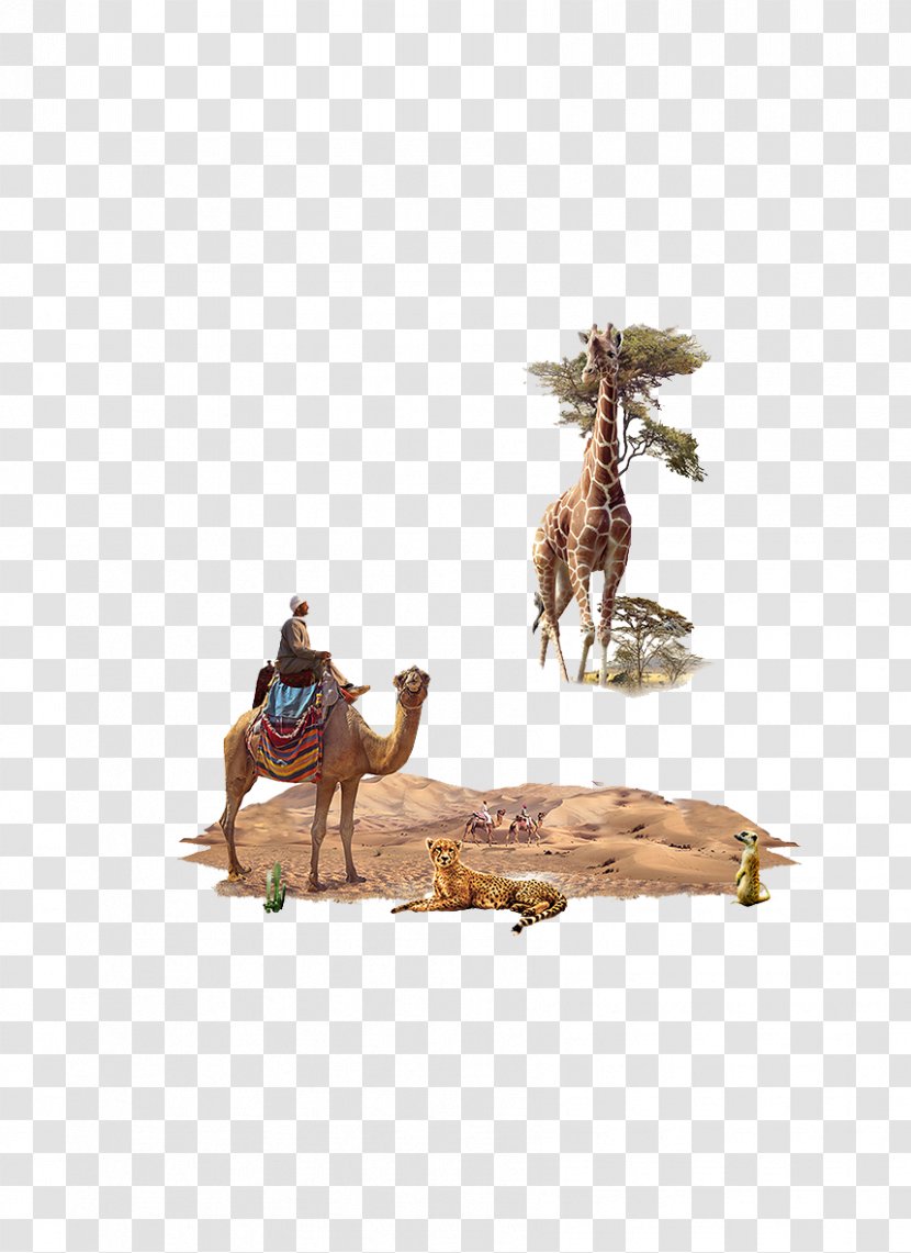 Northern Giraffe Camel Animal - Desert Transparent PNG