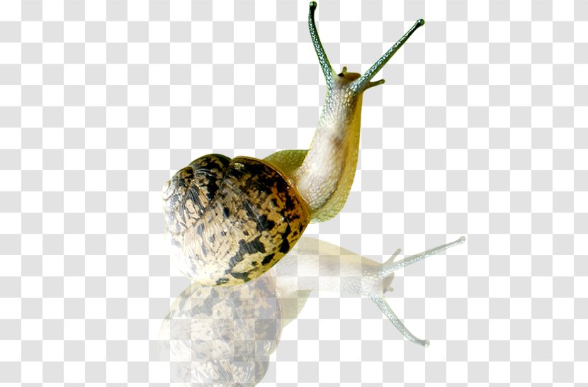 Snail Orthogastropoda Slug Tokopedia Skin - Care - Snails Transparent PNG