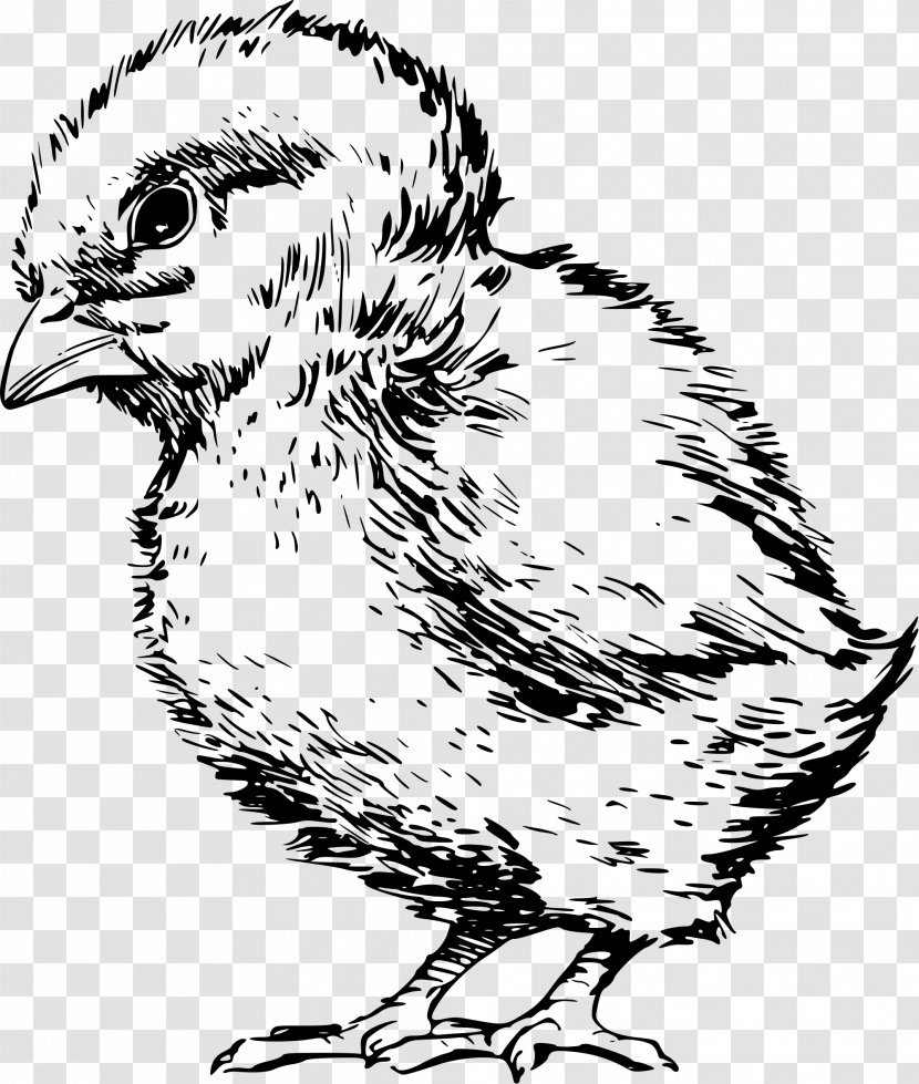 Chicken Drawing Line Art Clip - Head Transparent PNG