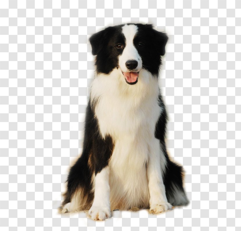 Border Collie Pomeranian Scotch Rough Puppy - Cute Side Of The Dog Is Sitting Smiling Face Transparent PNG